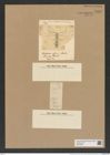 Chaetoceros affinis Land. (de-Toni-Nr.: Genus 149, Species 4138) Zeichnungen Sammlung Grunow Nr. 7695 (NHMW-BOT-W0376896)